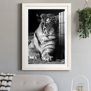 Tiger Repose - Barnwood Framed Art Print