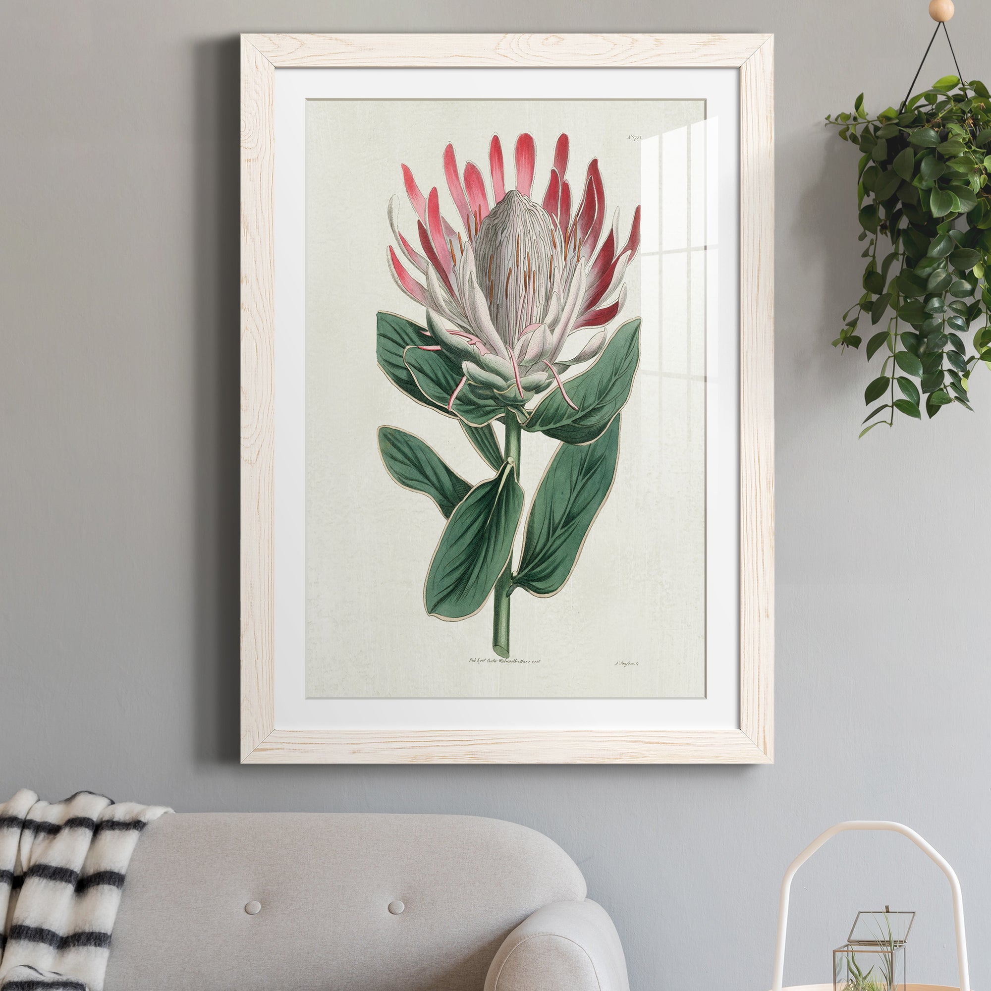 Protea N13 - Barnwood Framed Art Print