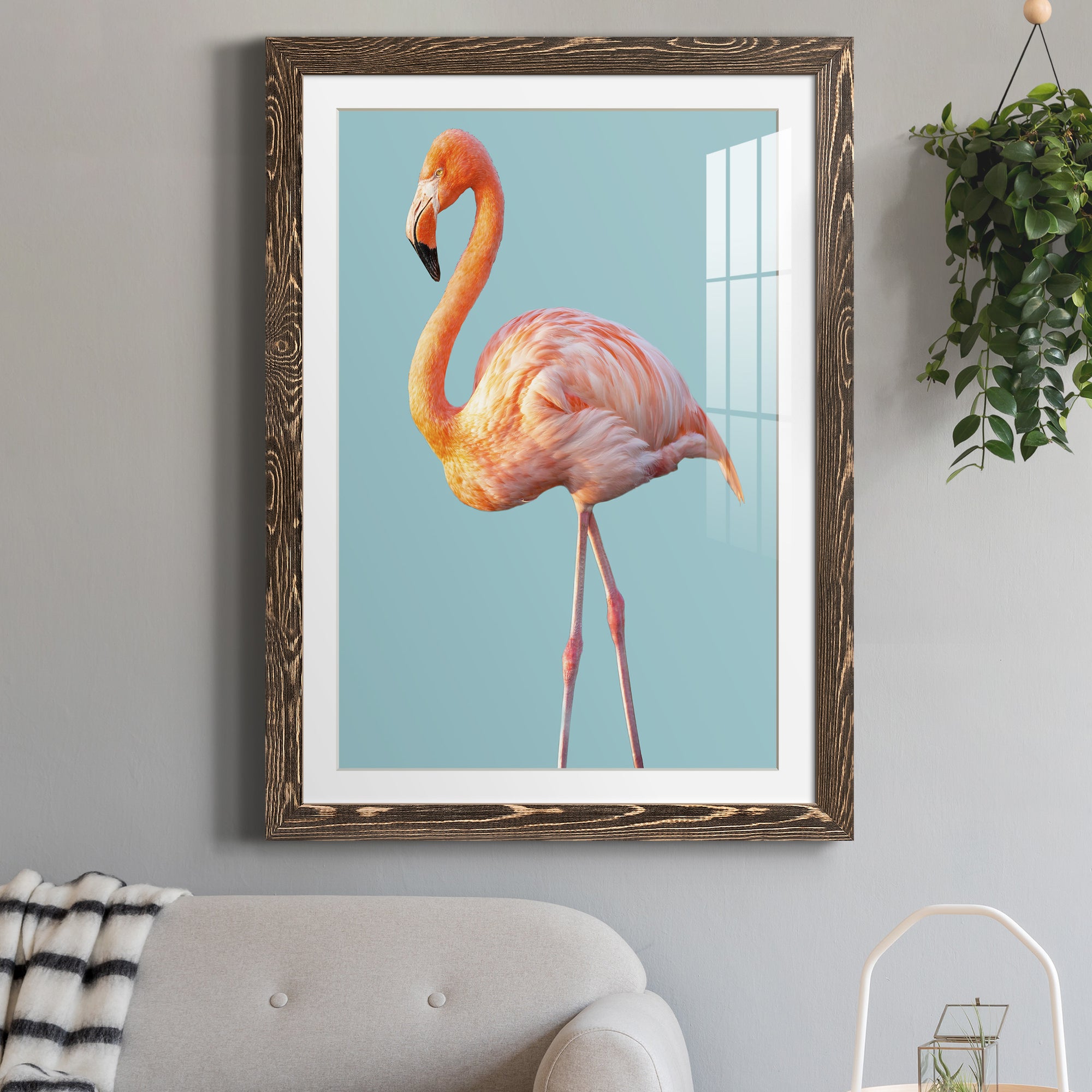 Flamingo - Barnwood