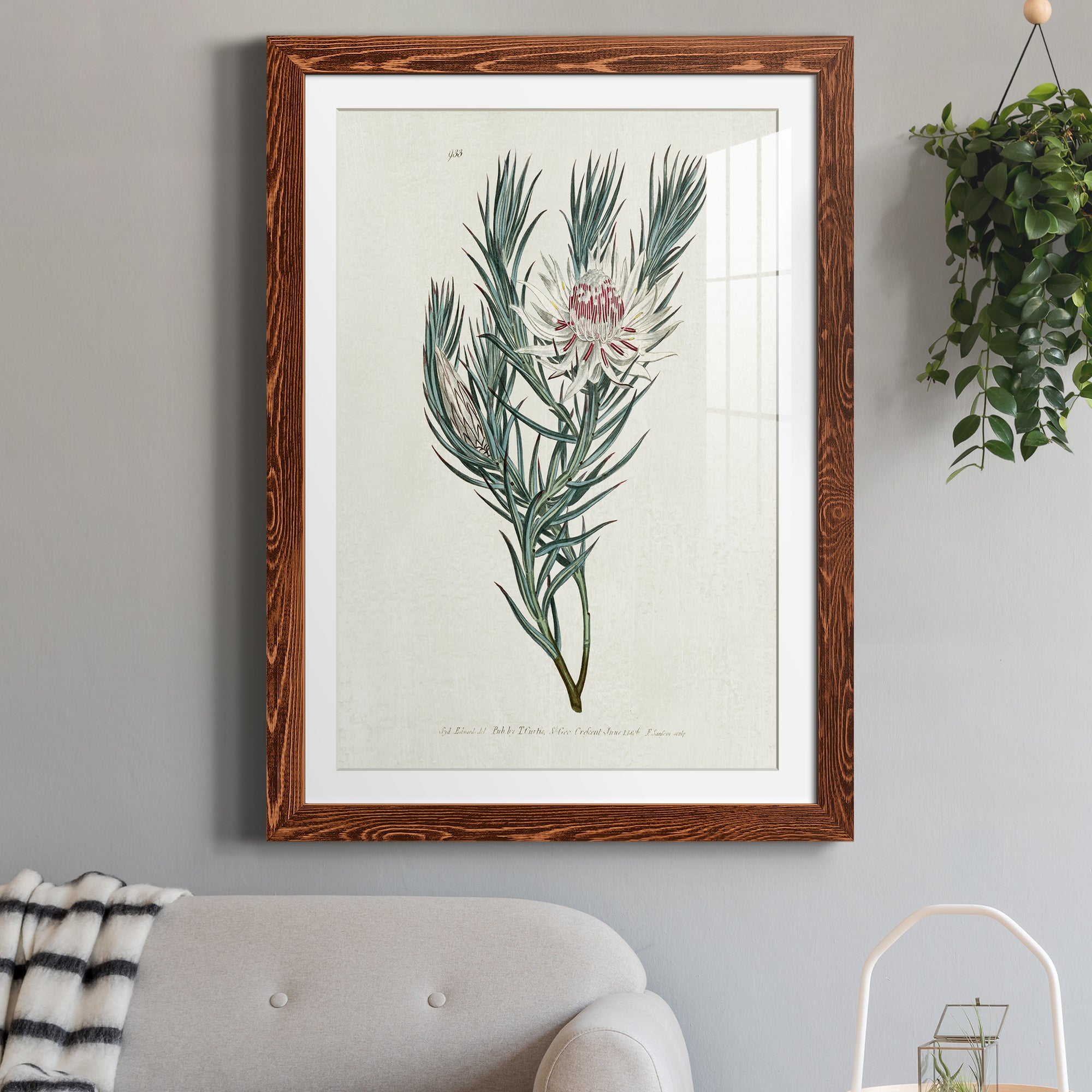 Protea N33 - Barnwood Framed Art Print