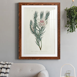 Protea N33 - Barnwood Framed Art Print