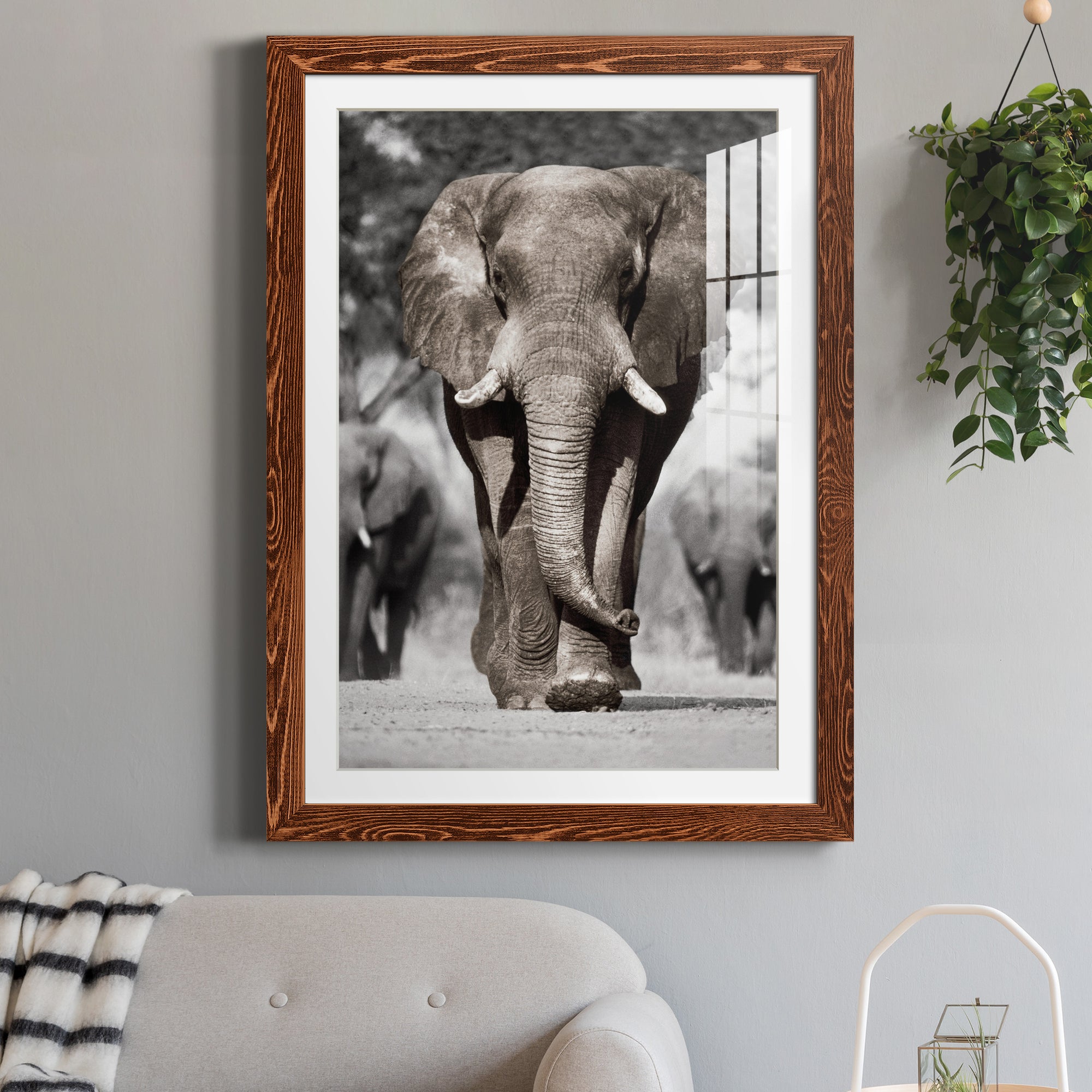 Botswana Patriarch - Barnwood Framed Art Print