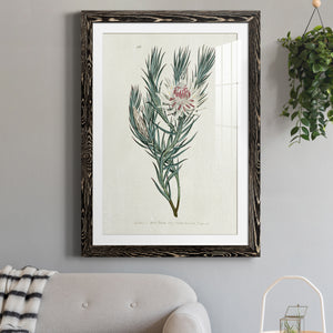 Protea N33 - Barnwood Framed Art Print
