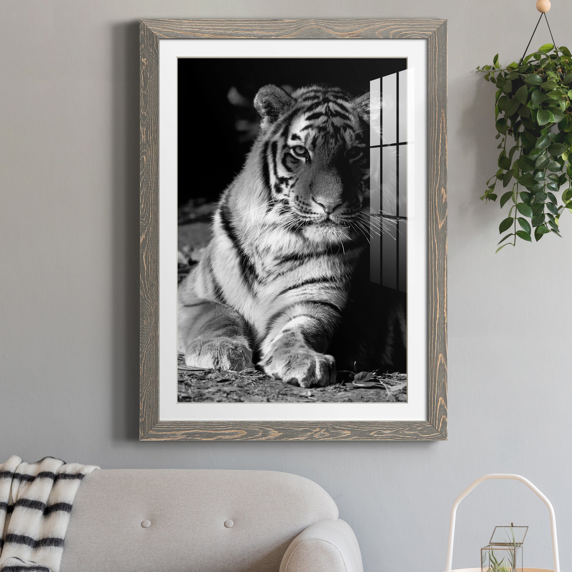 Tiger Repose - Barnwood Framed Art Print