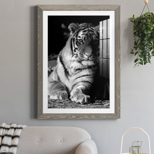 Tiger Repose - Barnwood Framed Art Print