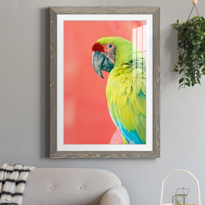 Green Macaw - Barnwood