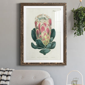Protea N83 - Barnwood Framed Art Print