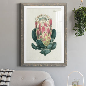 Protea N83 - Barnwood Framed Art Print