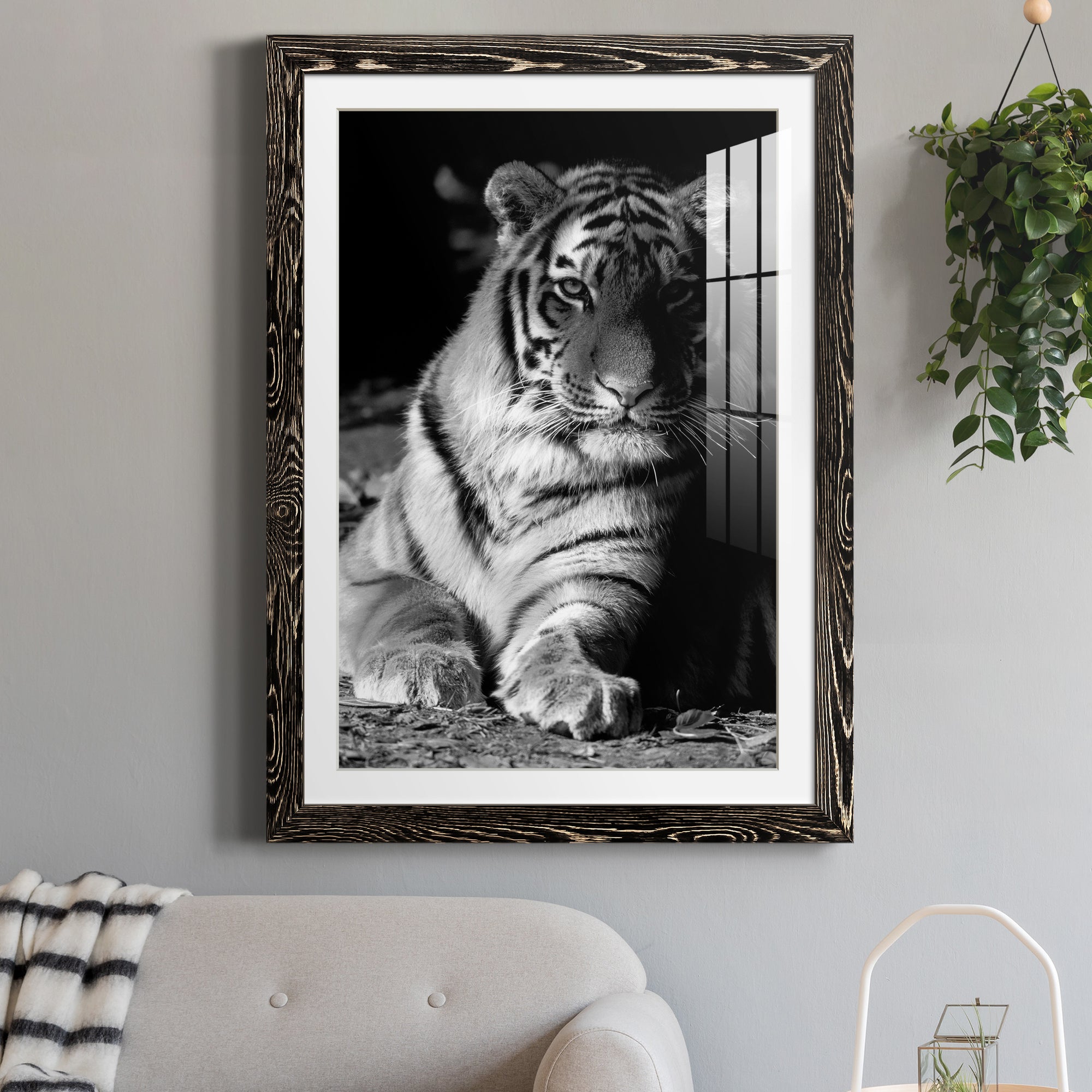 Tiger Repose - Barnwood Framed Art Print