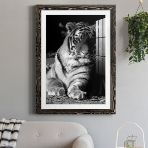 Tiger Repose - Barnwood Framed Art Print