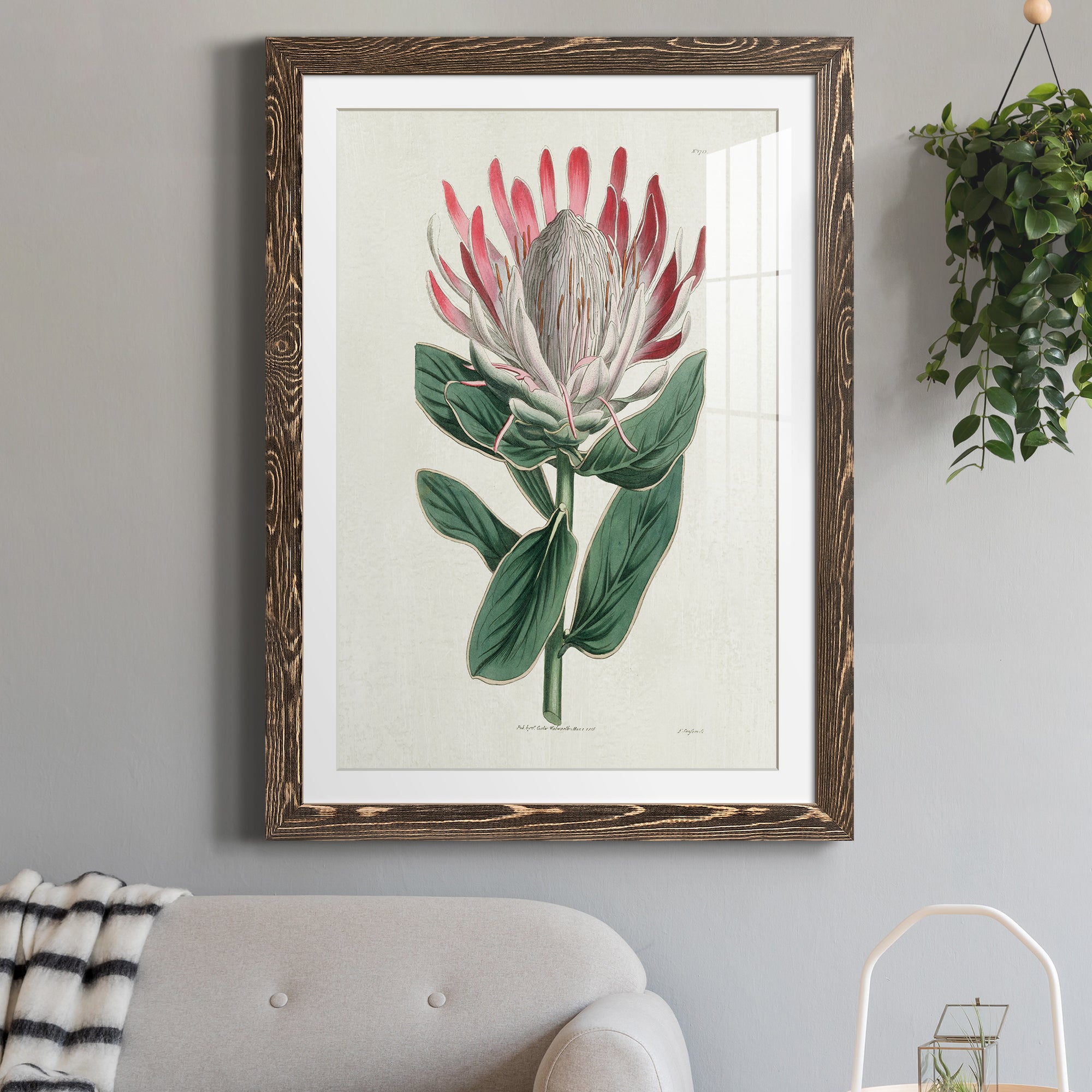 Protea N13 - Barnwood Framed Art Print