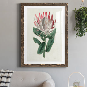 Protea N13 - Barnwood Framed Art Print
