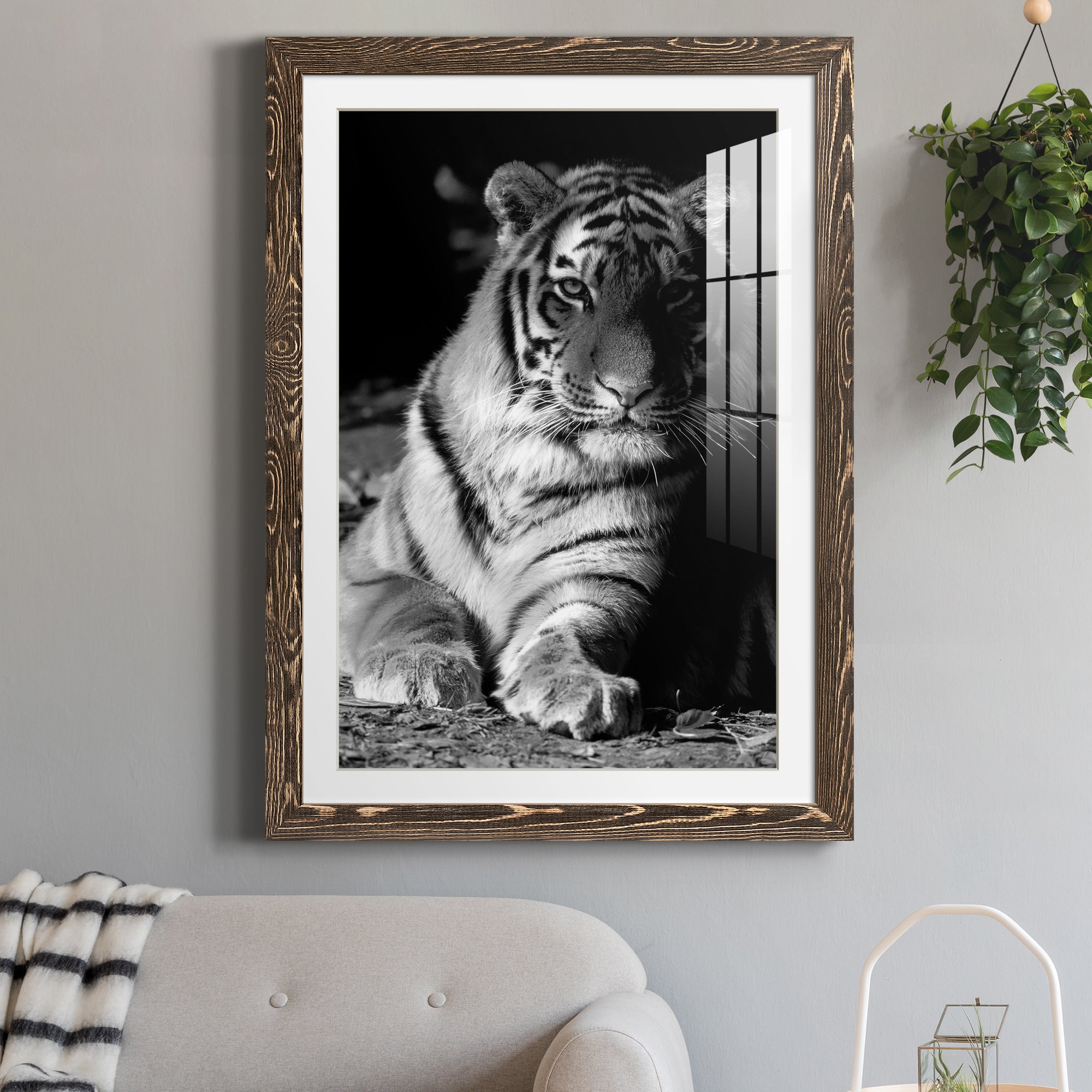 Tiger Repose - Barnwood Framed Art Print