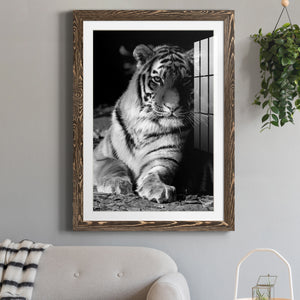 Tiger Repose - Barnwood Framed Art Print