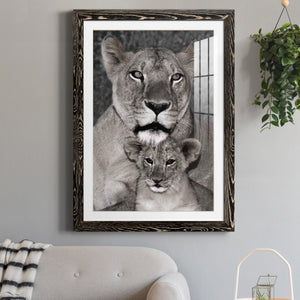 Lioness and Cub - Barnwood Framed Art Print