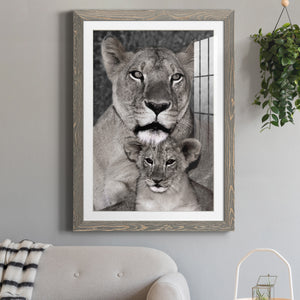 Lioness and Cub - Barnwood Framed Art Print