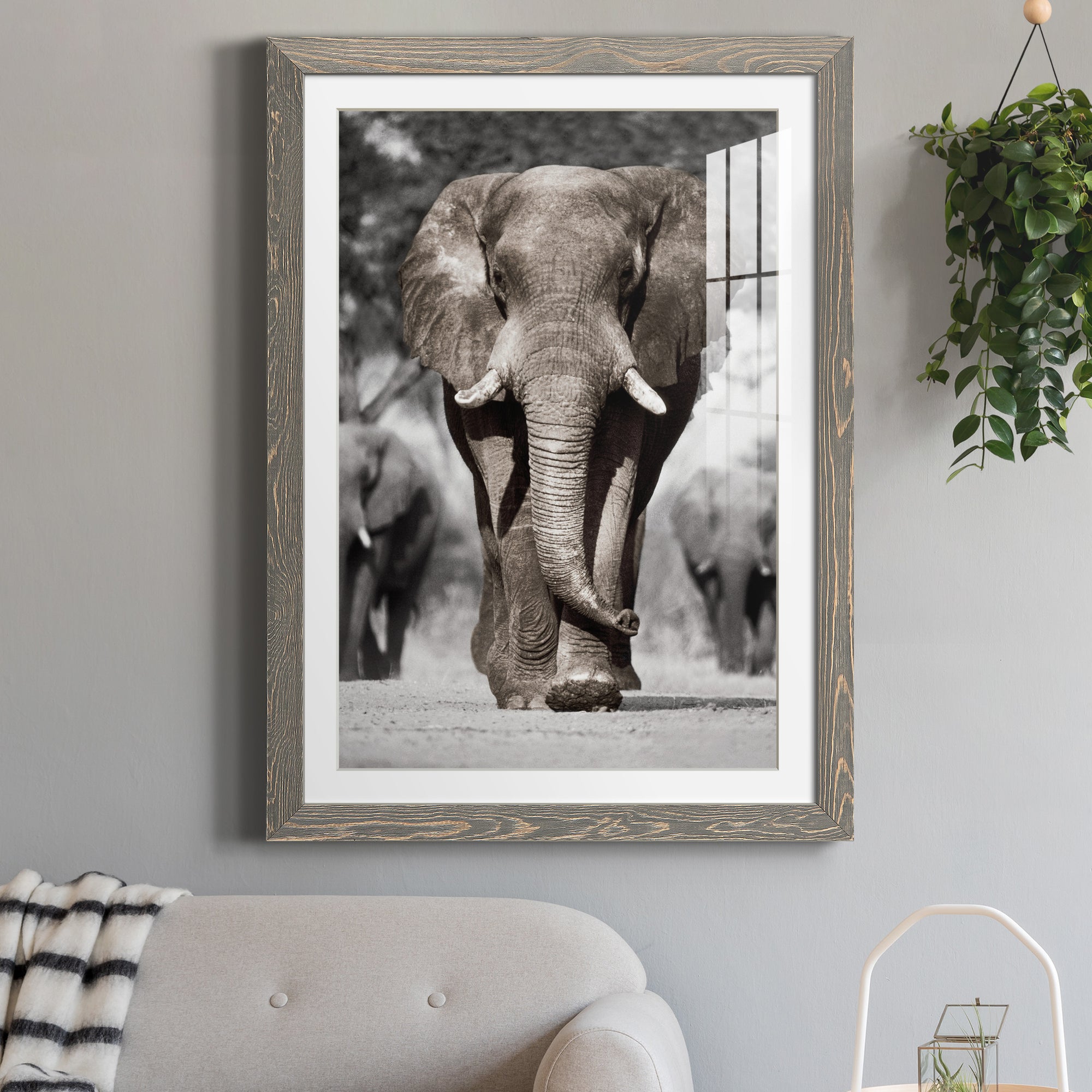 Botswana Patriarch - Barnwood Framed Art Print