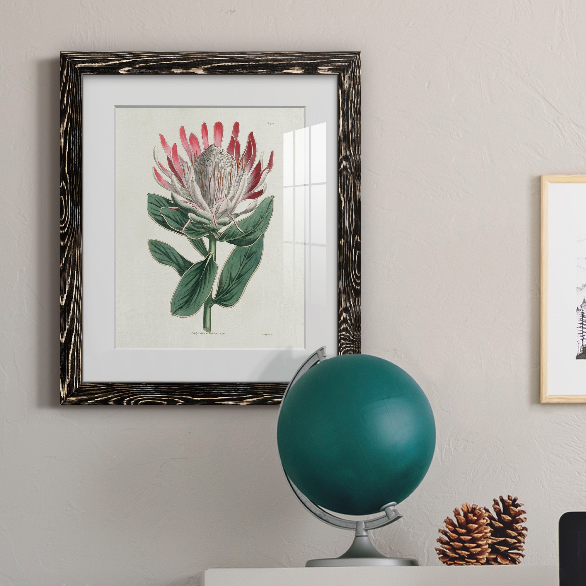 Protea N13 - Barnwood Framed Art Print