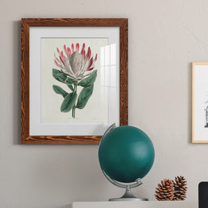 Protea N13 - Barnwood Framed Art Print