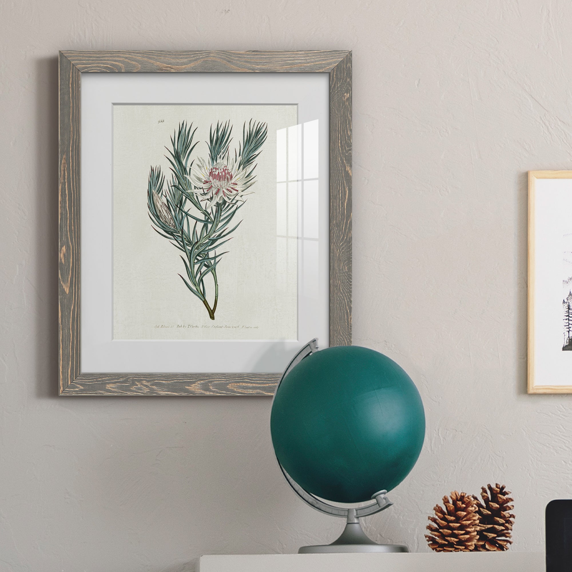 Protea N33 - Barnwood Framed Art Print