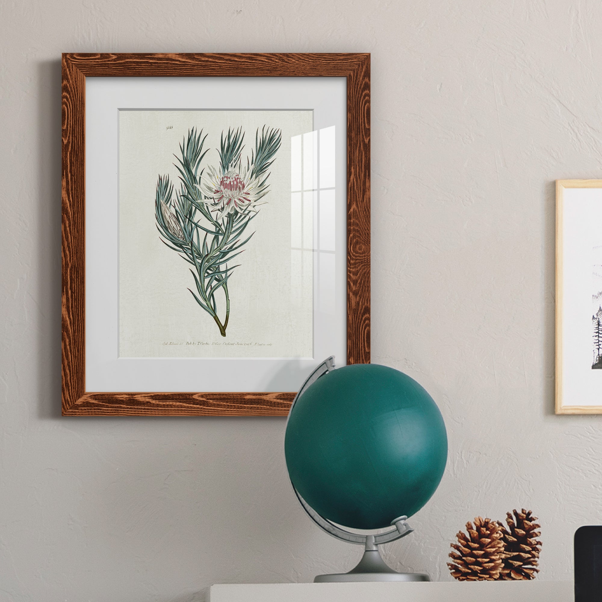 Protea N33 - Barnwood Framed Art Print