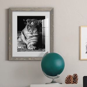 Tiger Repose - Barnwood Framed Art Print