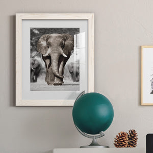 Botswana Patriarch - Barnwood Framed Art Print