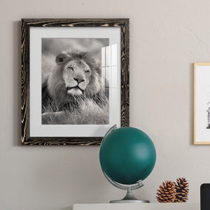 Pride of the Pride - Barnwood Framed Art Print