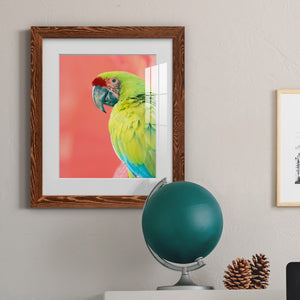 Green Macaw - Barnwood