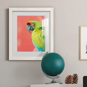 Green Macaw - Barnwood