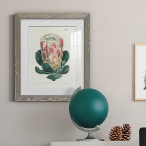 Protea N83 - Barnwood Framed Art Print