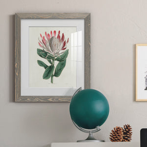 Protea N13 - Barnwood Framed Art Print