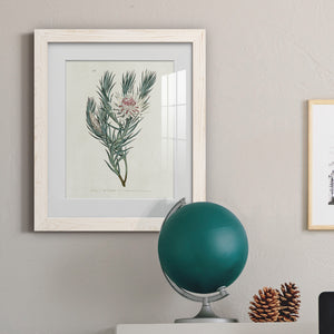 Protea N33 - Barnwood Framed Art Print