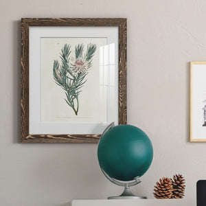 Protea N33 - Barnwood Framed Art Print