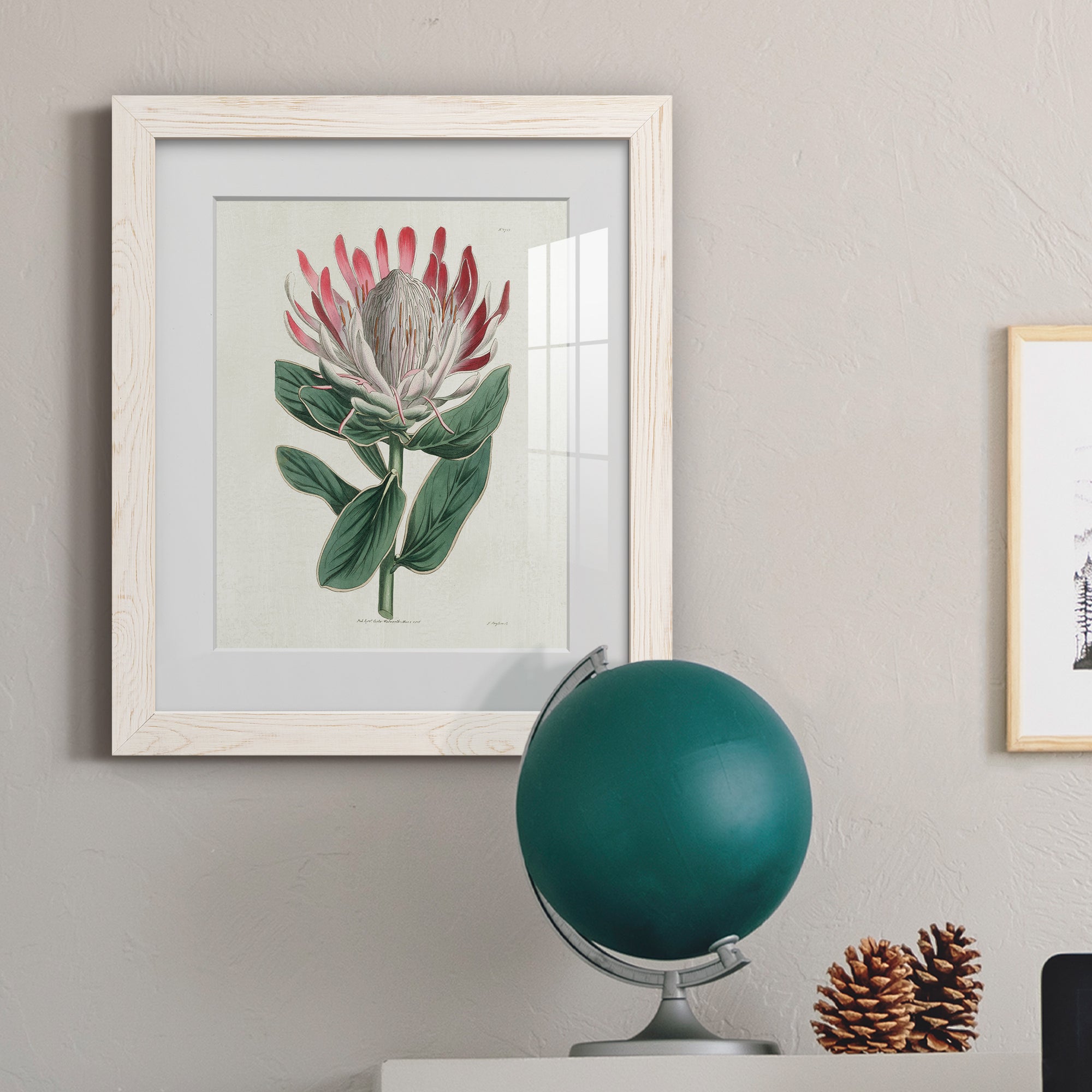 Protea N13 - Barnwood Framed Art Print