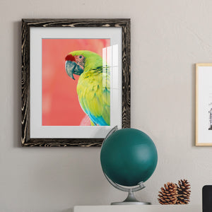 Green Macaw - Barnwood