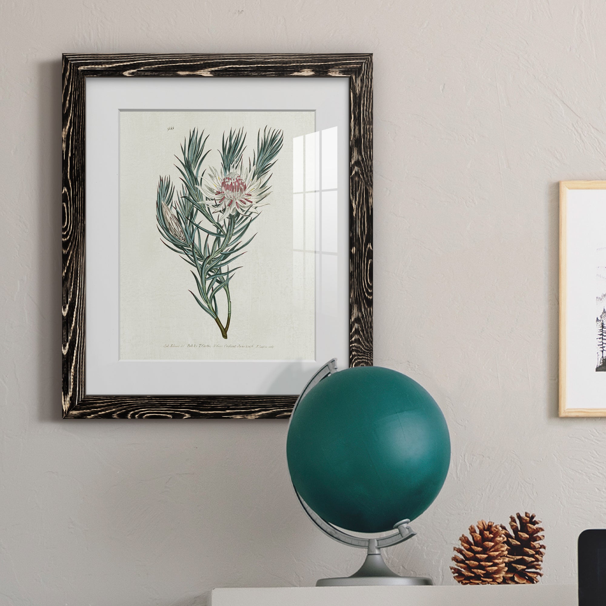 Protea N33 - Barnwood Framed Art Print