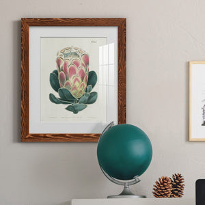 Protea N83 - Barnwood Framed Art Print