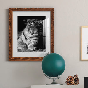 Tiger Repose - Barnwood Framed Art Print