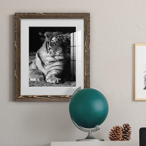 Tiger Repose - Barnwood Framed Art Print