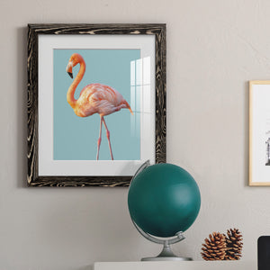 Flamingo - Barnwood