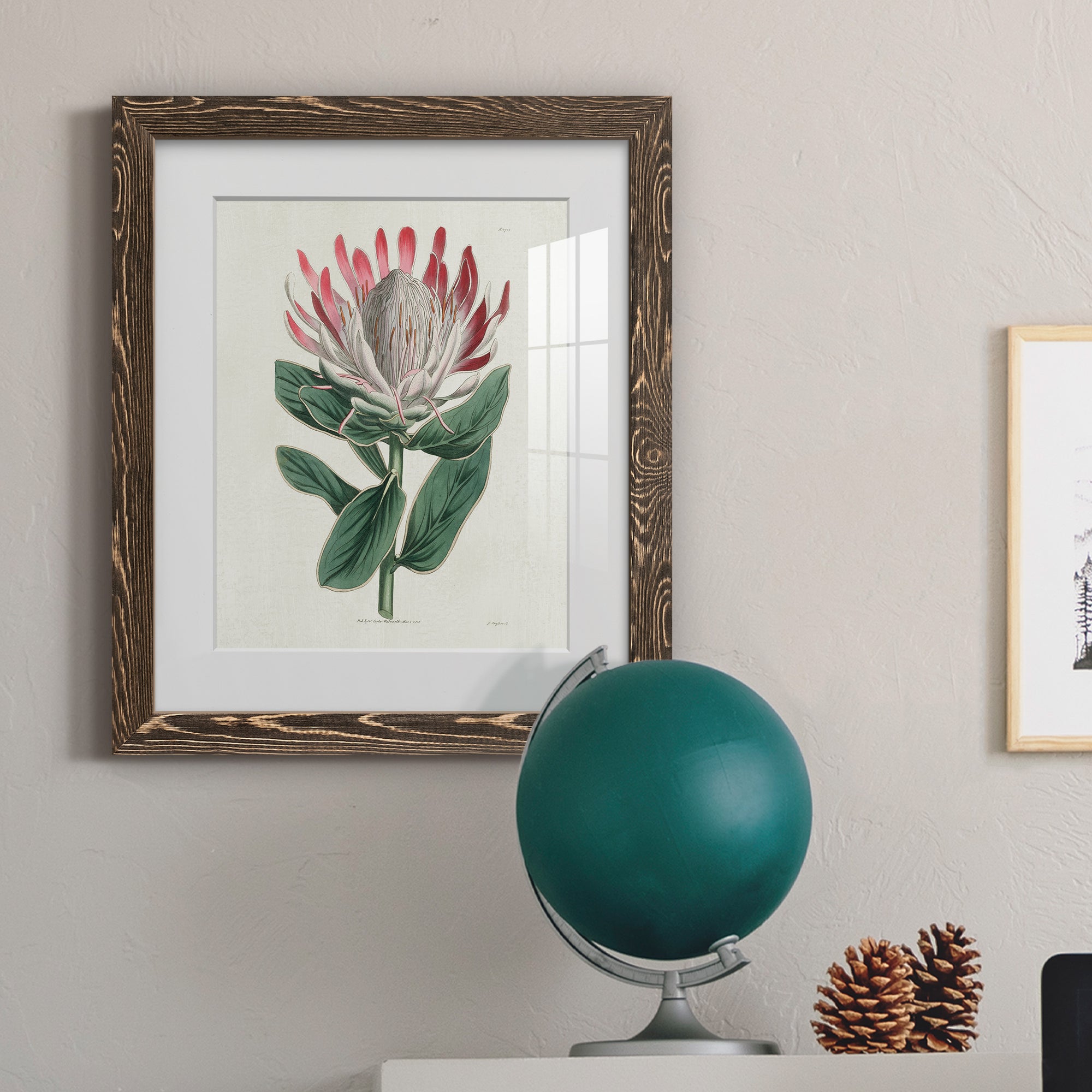 Protea N13 - Barnwood Framed Art Print