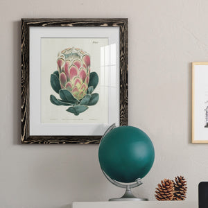 Protea N83 - Barnwood Framed Art Print