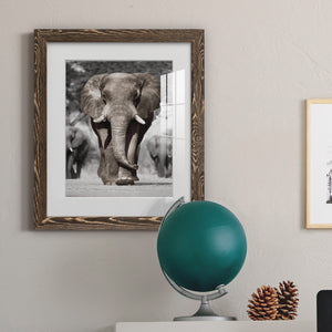 Botswana Patriarch - Barnwood Framed Art Print