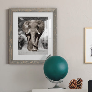 Botswana Patriarch - Barnwood Framed Art Print