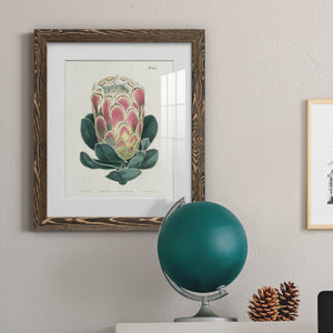 Protea N83 - Barnwood Framed Art Print