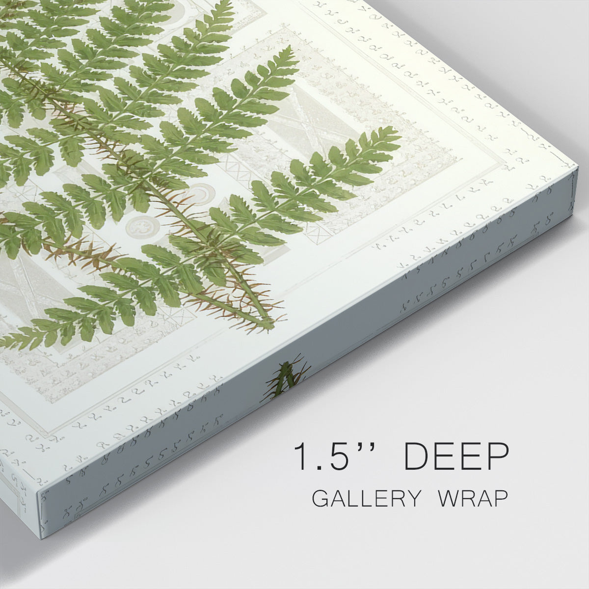 Garden Ferns V - Gallery Wrapped Canvas