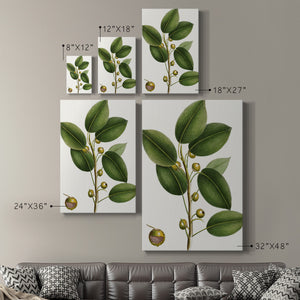 Cherry Fig Tree Premium Gallery Wrapped Canvas - Ready to Hang