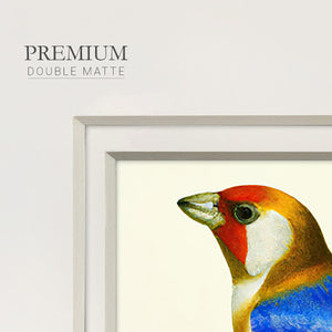 Blue Gold Finch Premium Framed Print Double Matboard