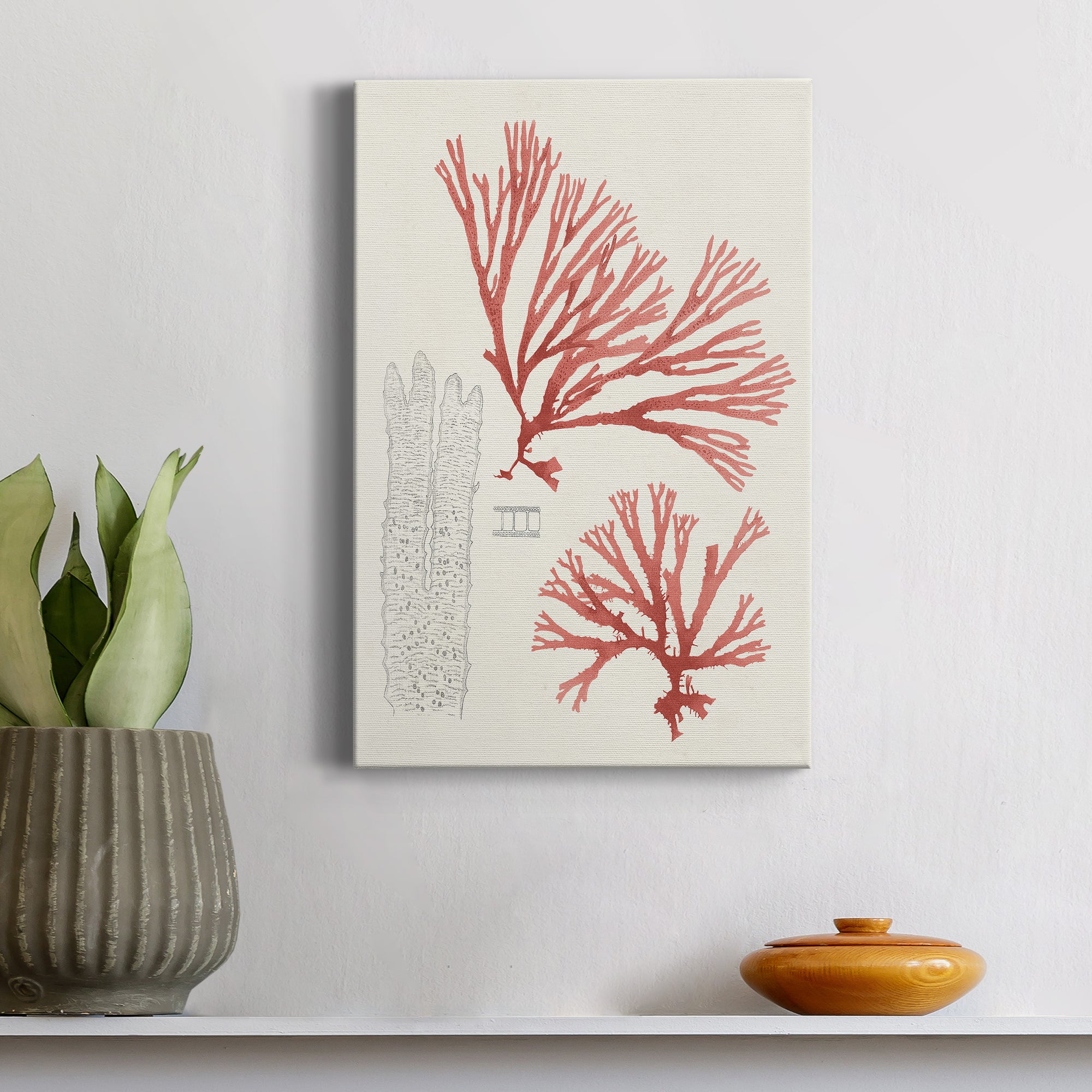 Vintage Coral Study I Premium Gallery Wrapped Canvas - Ready to Hang